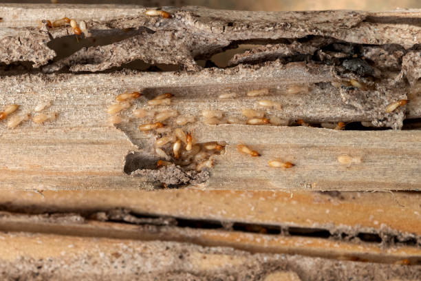Best Wildlife Control Services  in Sioux Falls, SD